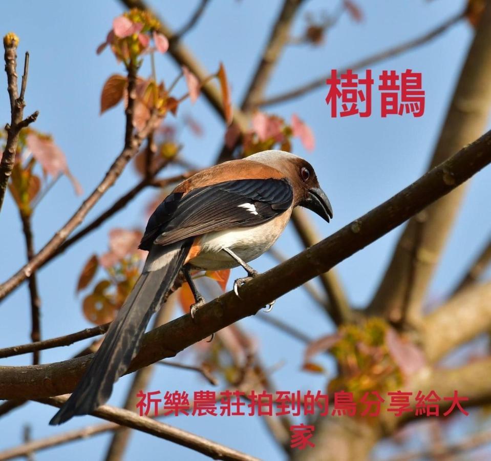 Lala Mountain Homestay‧Cile Farm Hualing Esterno foto