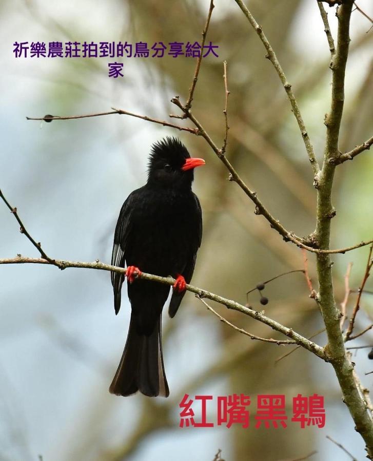 Lala Mountain Homestay‧Cile Farm Hualing Esterno foto